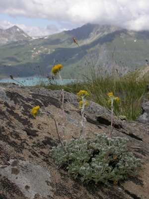 Artemisia glacialis pl.1.jpg