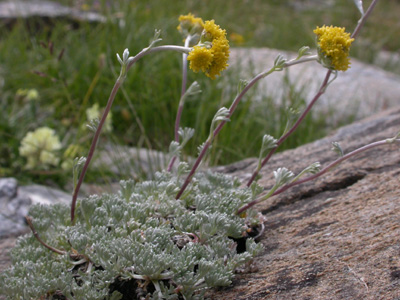 Artemisia glacialis pl.3.jpg