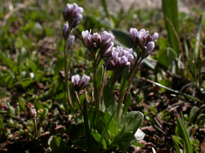 Arabis caerulea pl..jpg