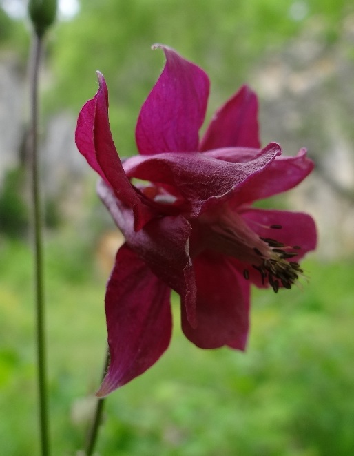 DSC07017c.jpg