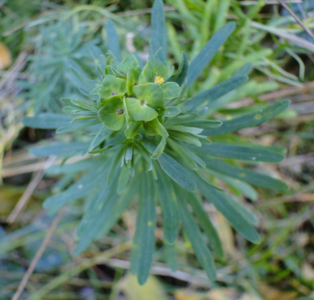 Euphorbia esula-08c.jpg