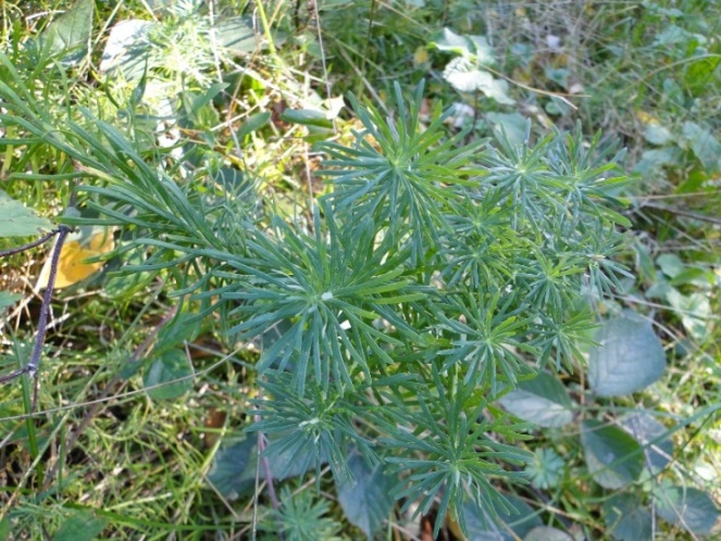 Euphorbia esula-07c.jpg