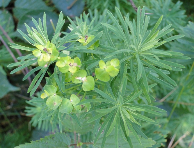 Euphorbia esula-05c.jpg