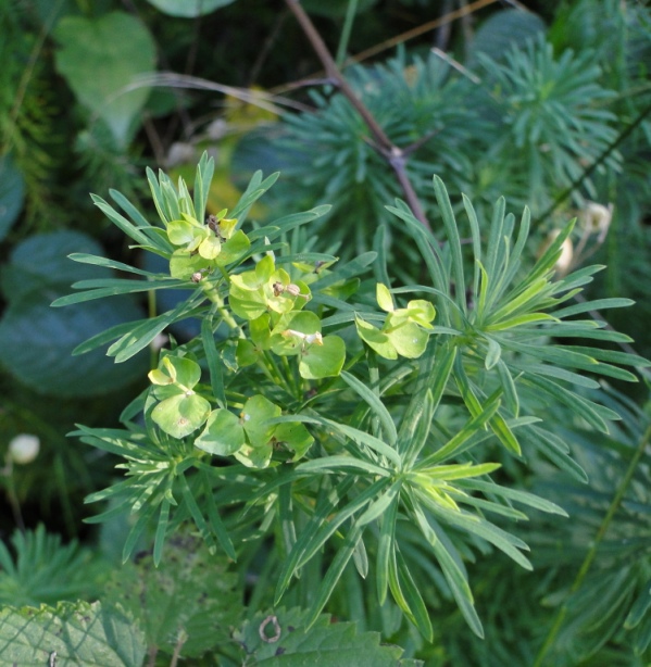 Euphorbia esula-04c.jpg