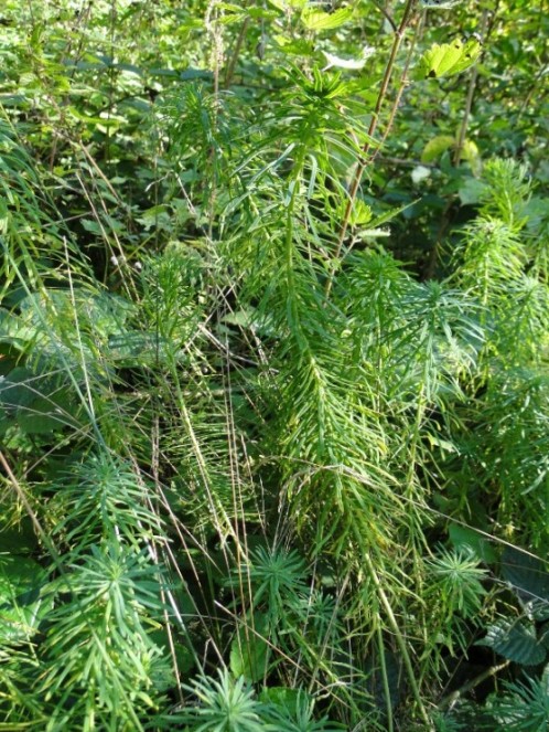 Euphorbia esula-03c.jpg