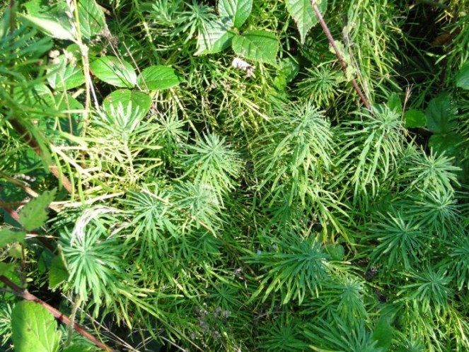 Euphorbia esula-02c.jpg