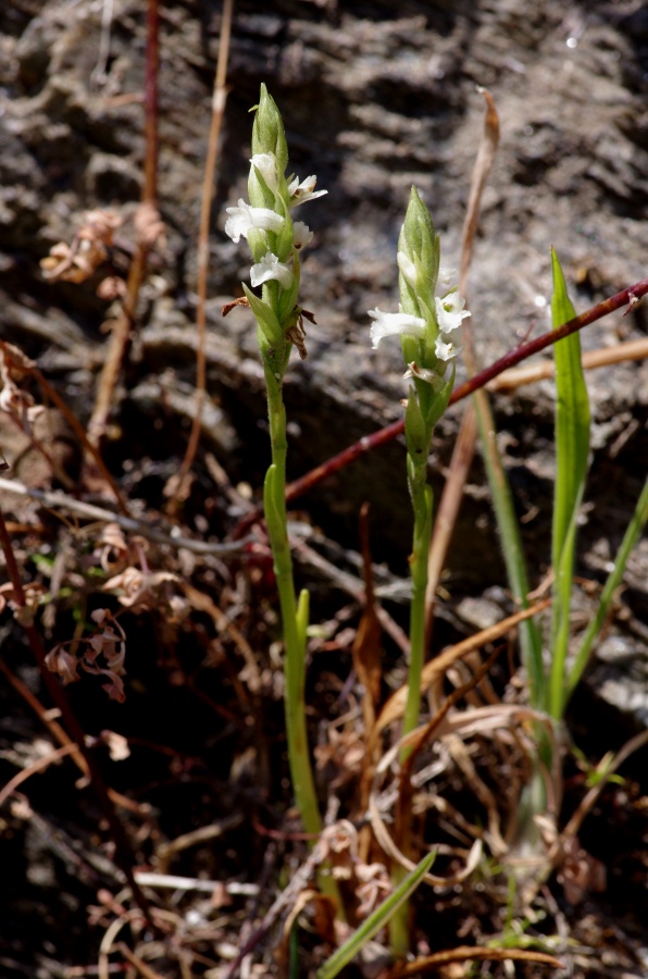 Spiranthes aestivalis