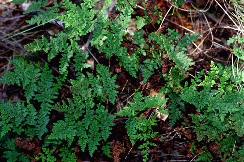 Cheilanthes tinaei