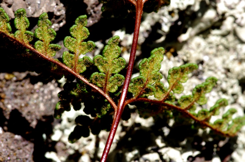 Cheilanthes tinaei - face infr des flles pourvues de qq poils rouges ou jaunes