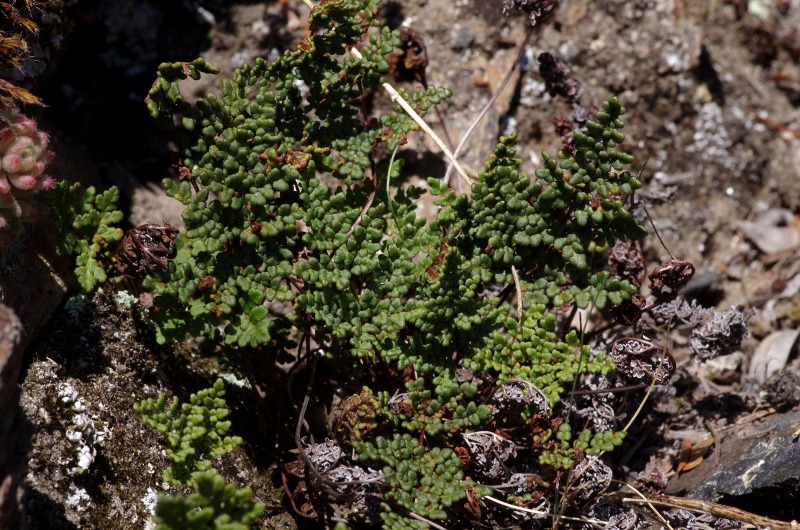 Cheilanthes hispanica - forme du limbe proche du triangle équilatéral