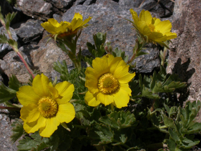 Geum reptans f.fl.1.jpg