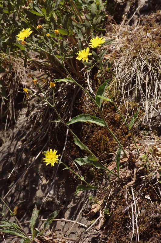 Hieracium sarretoides A.-T.