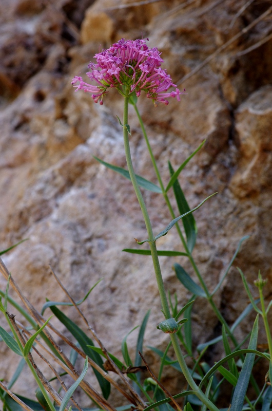 Centranthus lecoqii