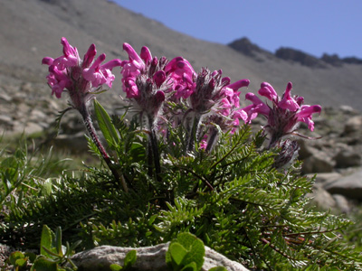 Pedicularis rosea pl.3.jpg