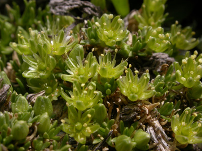 Cherleria sedoides pl.2.jpg