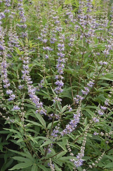 Vitex agnus-castus (4) [1600x1200].JPG