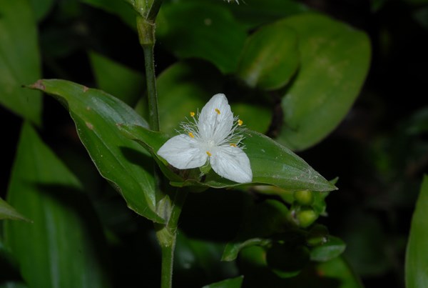 Tradescantia fluminensis (9) [1600x1200].JPG