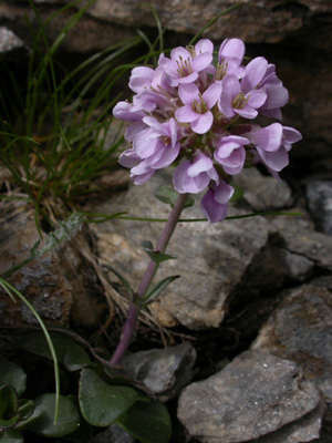 Thlaspi rotundifolium pl..jpg