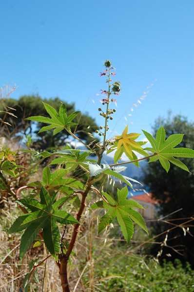 Ricinus communis (32) [1600x1200].JPG