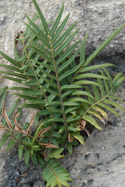 Pteris vittata (2) [1600x1200].JPG