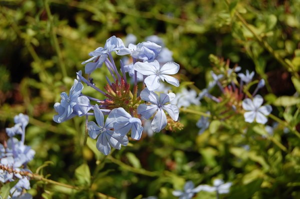 Plumbago auriculata (9) [1600x1200].JPG