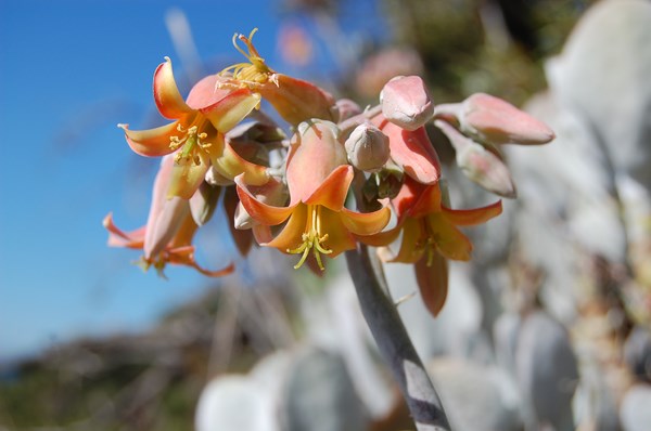 Echeveria laui (8) [1600x1200].JPG