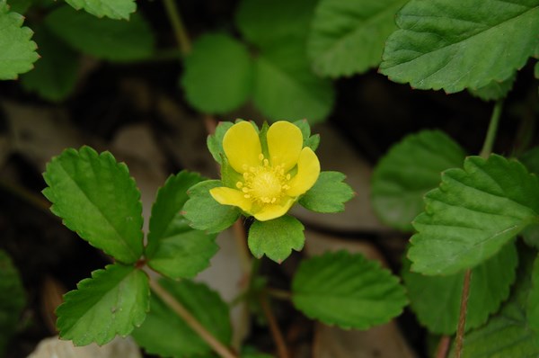 Duchesnea indica (8) [1600x1200].JPG