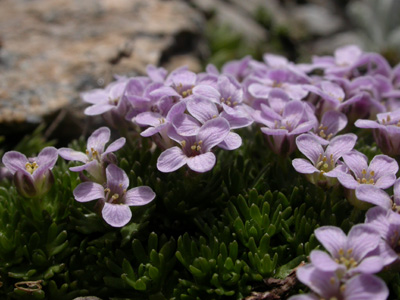 Petrocallis pyrenaica f.fl.1.jpg