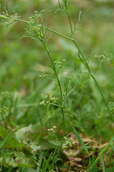 Cyclospermum leptophyllum (5) [1600x1200].JPG