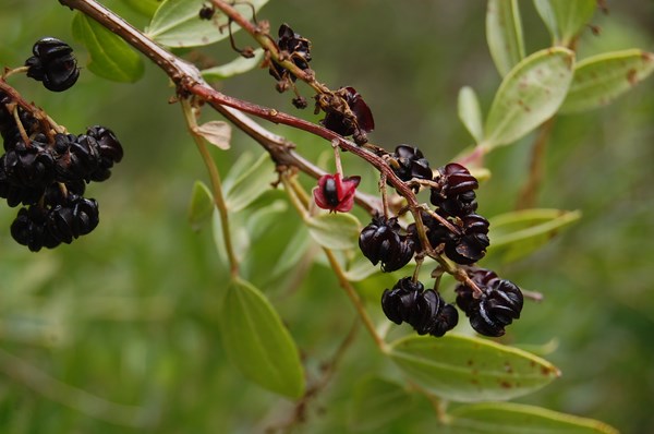 Coriaria myrtifolia (8) [1600x1200].JPG