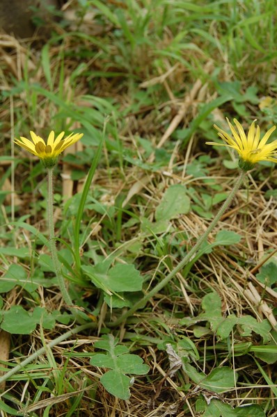 Arctotheca calendula (14) [1600x1200].JPG