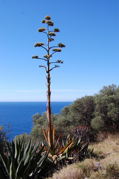 Agave americana (2) [1600x1200].JPG