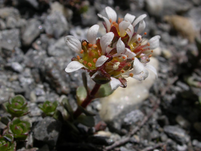 Saxifraga biflora pl.4.jpg