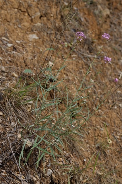 DSC_0891.JPG