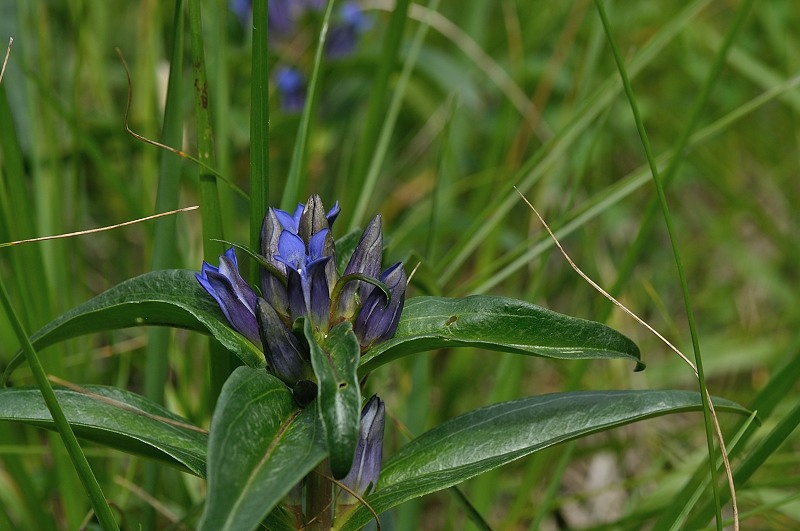 DSC_0901.JPG
