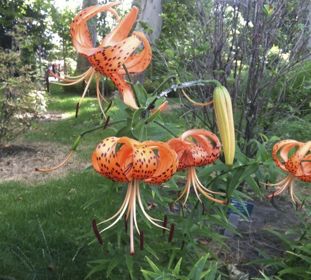 Lilium lancifolium