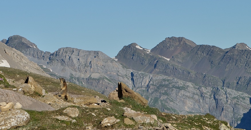 marmotte.jpg