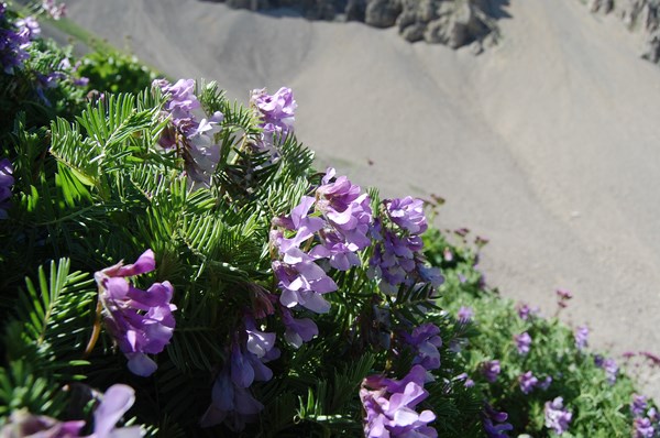 Vicia cusnae10 [1600x1200].JPG