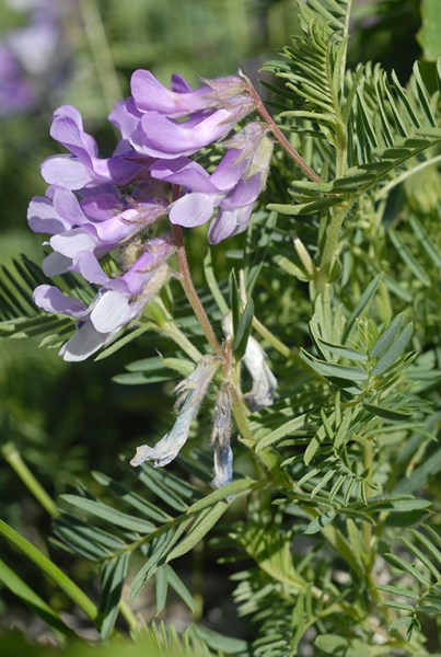 Vicia cusnae2 [1600x1200].JPG