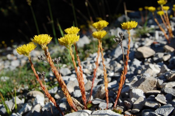 Sedum montanum3 [1600x1200].JPG