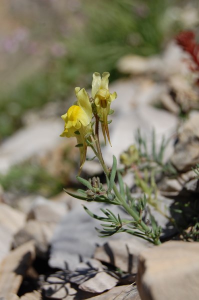 Linaria supina6 [1600x1200].JPG