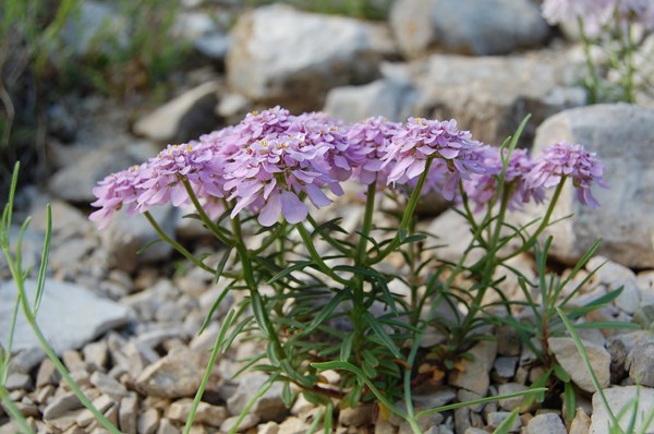 Iberis aurosica [1600x1200].JPG