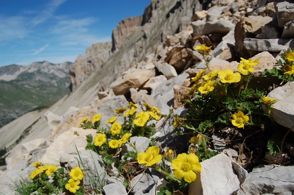 Geum reptans5 [1600x1200].JPG