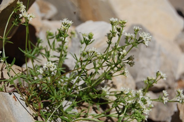 Galium saxosum3 [1600x1200].JPG