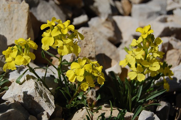 Erysimum ochroleucum6 [1600x1200].JPG