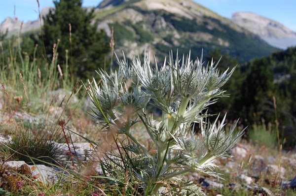 Eryngium spinalba7 [1600x1200].JPG