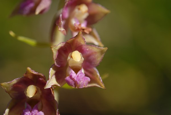 Epipactis atrorubens7 [1600x1200].JPG