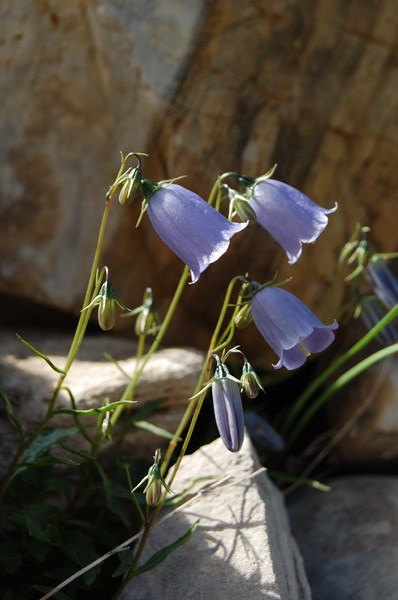 Campanula cochleariifolia3 [1600x1200].JPG