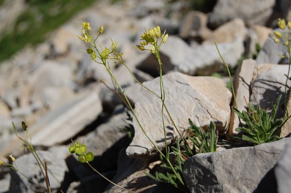 Biscutella brevicaulis5 [1600x1200].JPG