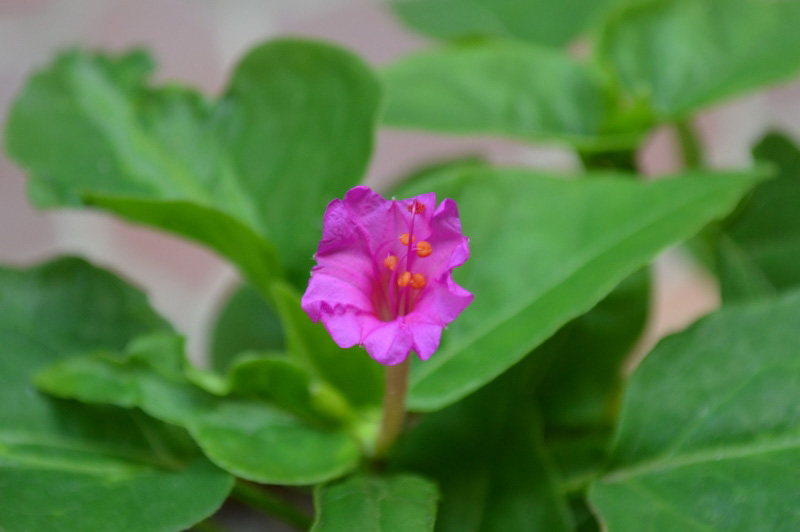 fleur.jpg